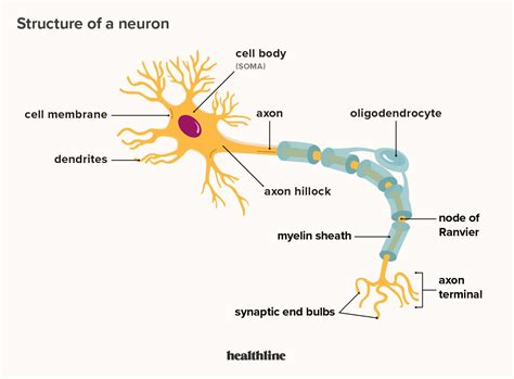 Neurons are made up of milady - Oct 30, 2023 · We'll begin by discussing the basic structure of the nerves. An individual nerve cell (neuron) is made up of small branching extensions called dendrites, a cell body (soma), and an axon which is one single, long branch. At the end of the axon, we find the axon terminals. Axon terminals meet the dendrites of adjoining neurons at the synaptic cleft. 